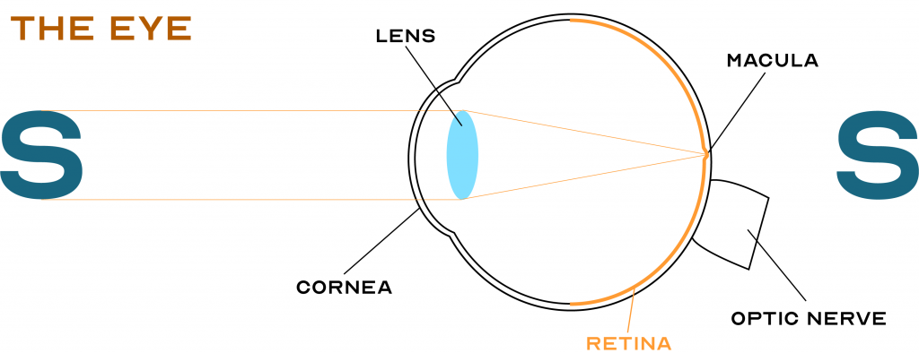 eye cross section