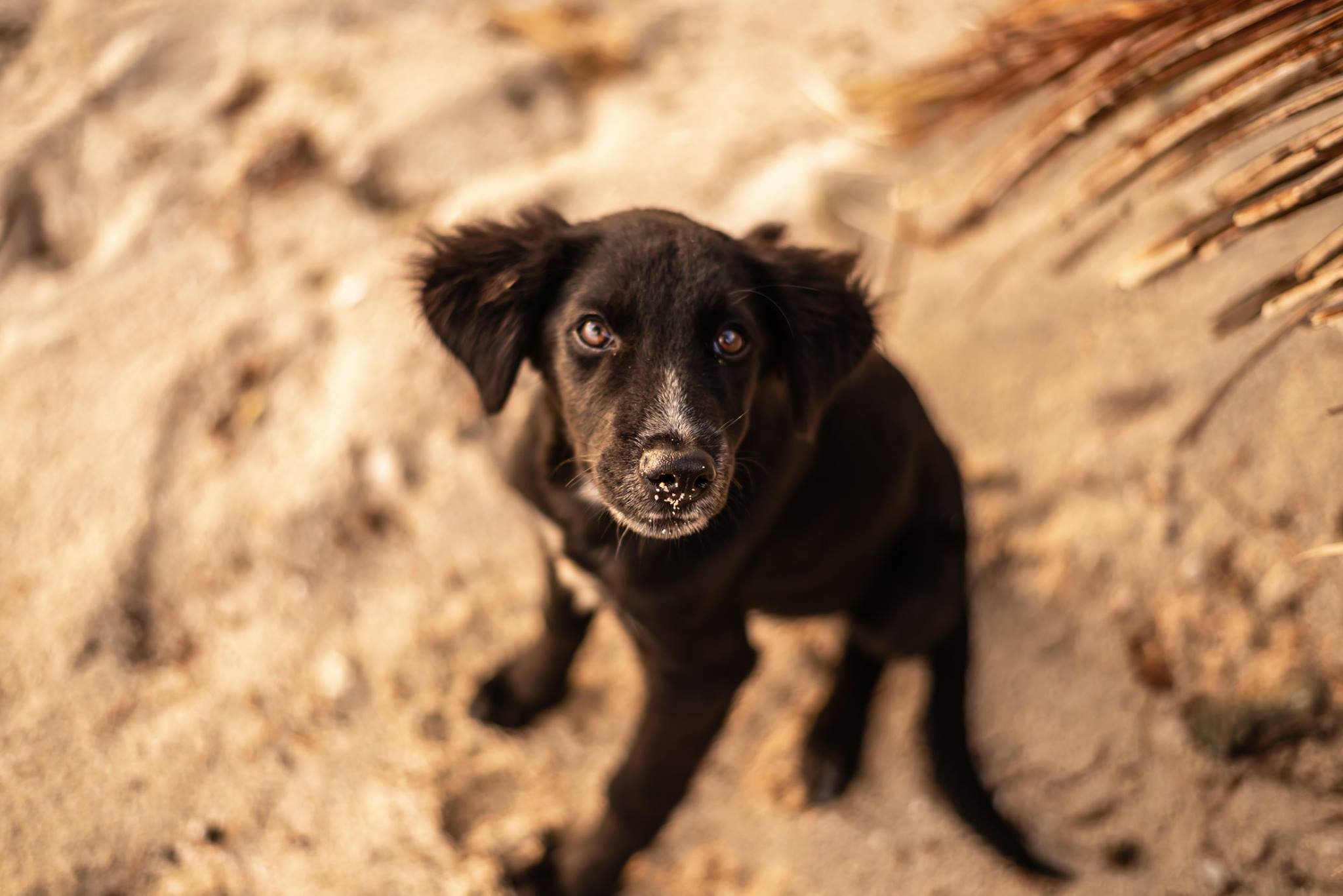 dog with sand on nose