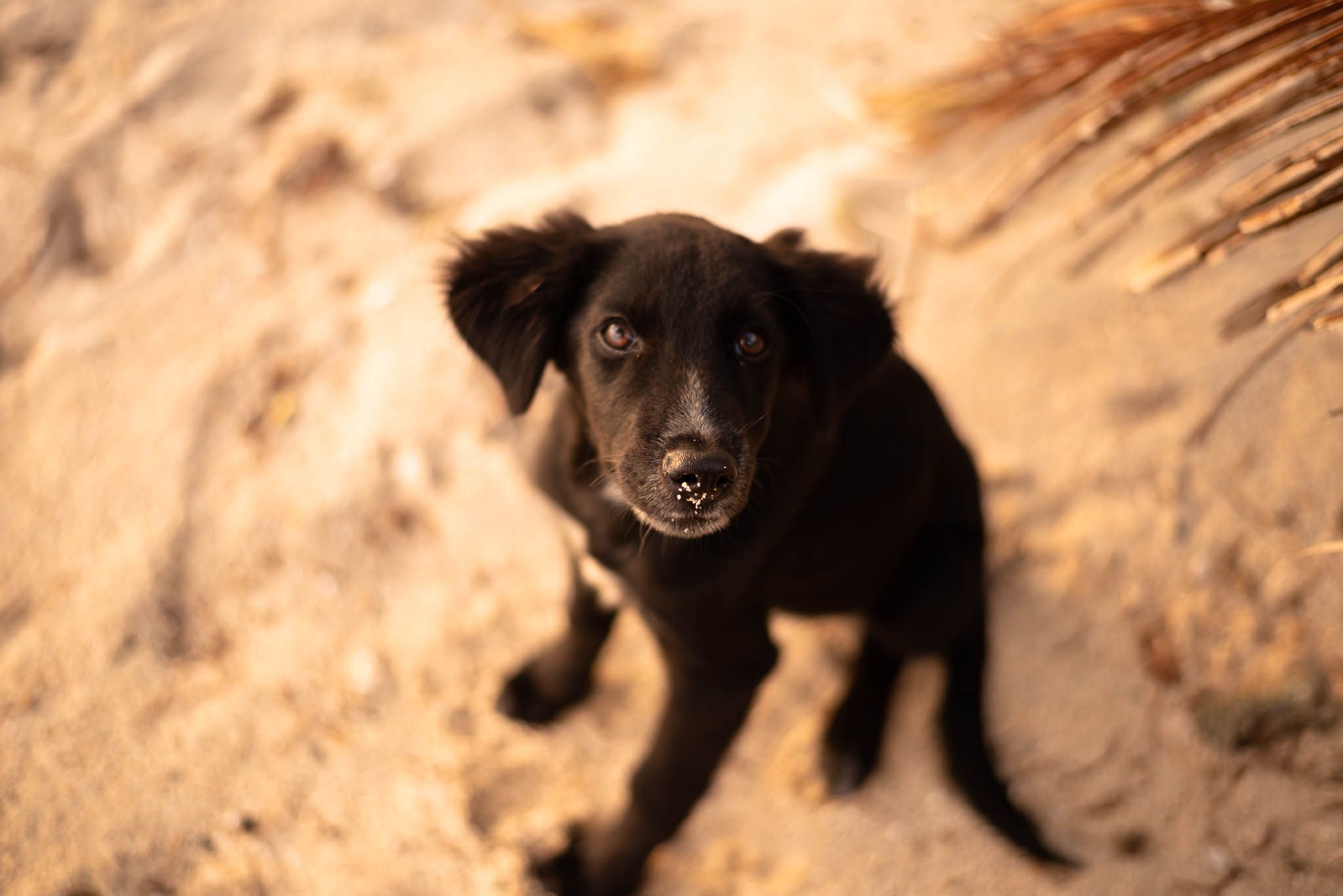 A dog with sand on nose